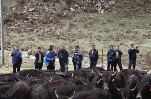 大通牦牛繁殖生产中 选配的原则(图1) 大通牦牛繁殖生产中 选配的原则(图1)
