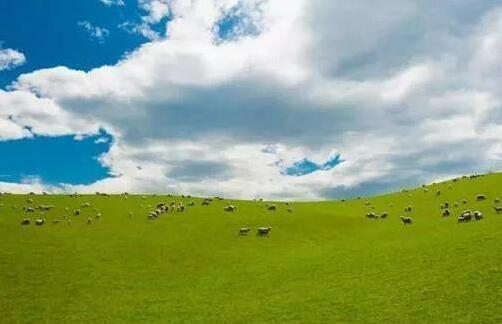 探秘恒大奶粉奶源地新西兰(图1) 探秘恒大奶粉奶源地新西兰(图1)