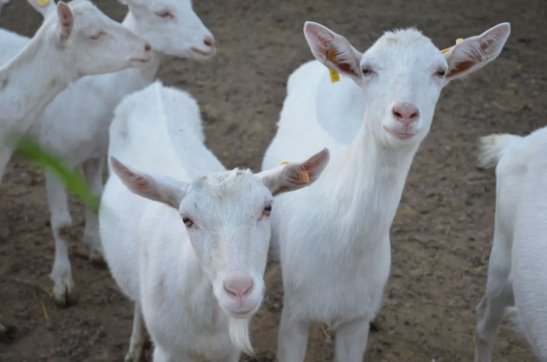 陕西富平出台8项扶持政策 推进奶山羊全产业链建设(图2) 陕西富平出台8项扶持政策 推进奶山羊全产业链建设(图2)