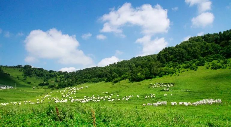 陕西富平出台8项扶持政策 推进奶山羊全产业链建设(图1) 陕西富平出台8项扶持政策 推进奶山羊全产业链建设(图1)