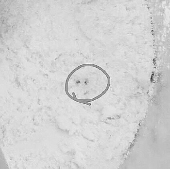 济南一女子称发现雅培菁智奶粉有“黑粒”,孩子能喝?厂家回应(图1) 济南一女子称发现雅培菁智奶粉有“黑粒”,孩子能喝?厂家回应(图1)