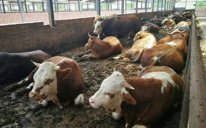 千喜鹤欲建生态循环大畜牧 产业扶贫让隆化贫困户“牛起来”(图1) 千喜鹤欲建生态循环大畜牧 产业扶贫让隆化贫困户“牛起来”(图1)