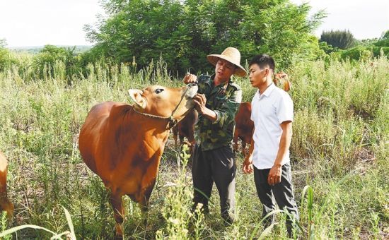 澄迈昌大村王槐志琢磨“养牛经”走上致富路(图1) 7月29日,澄迈桥头镇昌大村村民王槐志(左)与技术员李达宽交流养牛技术。 本版图片均由本报记者 苏晓杰 通讯员 王家专 摄