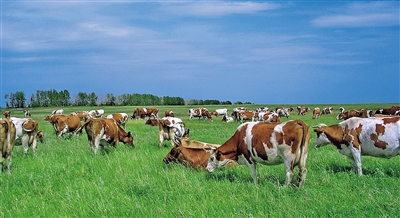 呼伦贝尔市振兴奶业再加速(图1) 呼伦贝尔市振兴奶业再加速(图1)