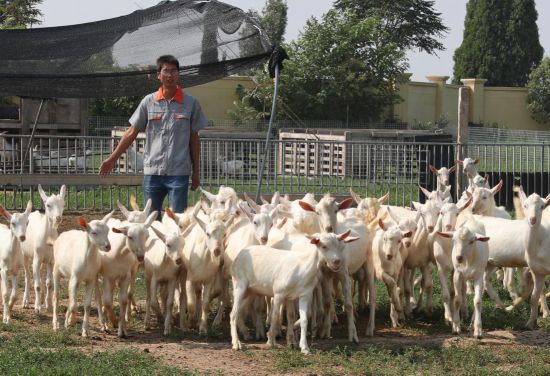 富平地标:九峪肥田育佳品 全程护航助脱贫(图4) 富平地标:九峪肥田育佳品 全程护航助脱贫(图4)
