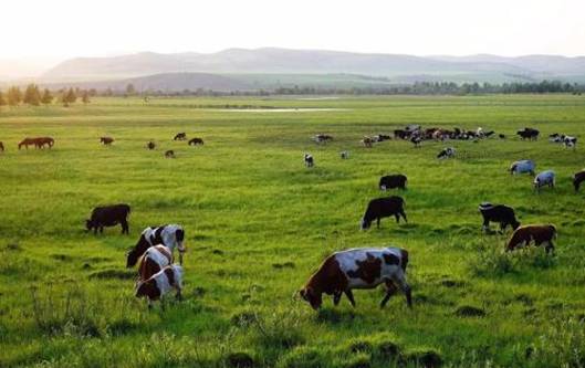 君乐宝乳业钻研适合自己的养牛之道(图1) 8.27-1