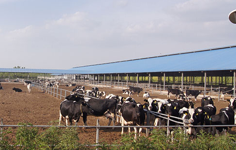 宁夏上陵牧业卷入多起违规担保纠纷(图1) 宁夏上陵牧业卷入多起违规担保纠纷(图1)