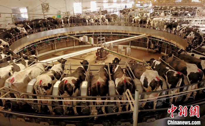 宁夏牛奶首产地:“奶瓶子”见证生活变迁(图1) 宁夏牛奶首产地:“奶瓶子”见证生活变迁(图1)