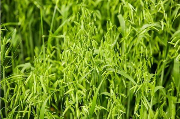 鲜活从零距离开始 君乐宝以全产业链一体化打造全球顶级好奶粉(图2) 鲜活从零距离开始 君乐宝以全产业链一体化打造全球顶级好奶粉(图2)