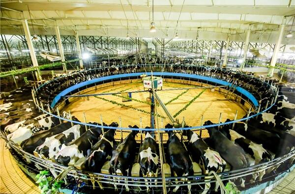 鲜活从零距离开始 君乐宝以全产业链一体化打造全球顶级好奶粉(图3) 鲜活从零距离开始 君乐宝以全产业链一体化打造全球顶级好奶粉(图3)