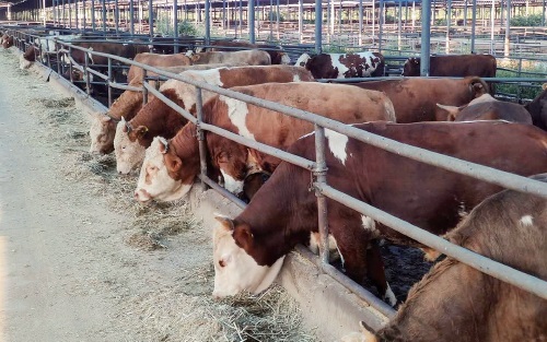 园区建起来 产业“牛”起来(图1) 园区建起来 产业“牛”起来(图1)