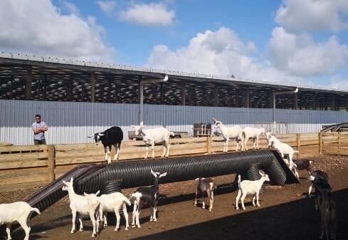 羊奶粉品牌推荐榜,认准倍恩喜乳业纯羊品质(图3) 3.jpg