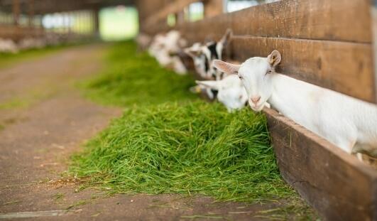 羊奶粉品牌推荐榜,认准倍恩喜乳业纯羊品质(图2) 2.jpg