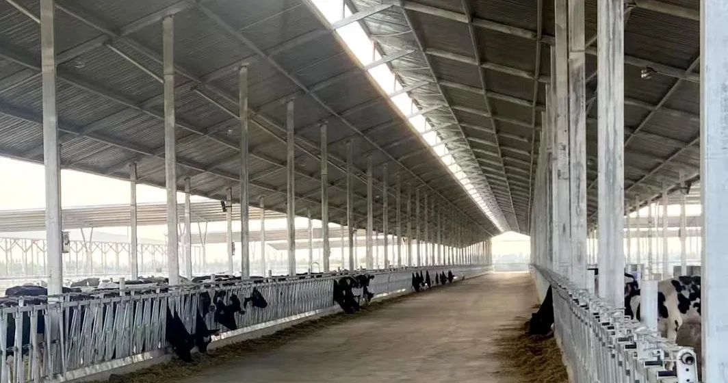 乌拉特前旗依托丰富的农牧资源,以推进奶业振兴助力乡村振兴(图4) 乌拉特前旗依托丰富的农牧资源,以推进奶业振兴助力乡村振兴(图4)