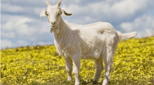 国外研究者竟这样定义羊奶你可知道?(图2) 国外研究者竟这样定义羊奶你可知道?(图2)