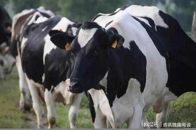 中国乳制品工业协会第28次年会共谋发展,圣元获得双料大奖(图4) 中国乳制品工业协会第28次年会共谋发展,圣元获得双料大奖(图4)