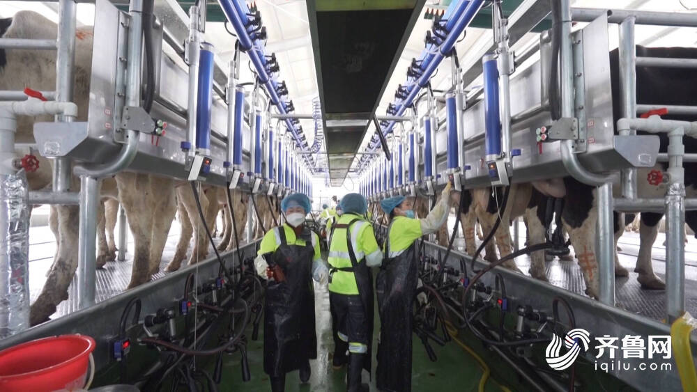 齐河:打造奶牛养殖产业集群 龙头引领开出“共同富裕花”(图2) 齐河:打造奶牛养殖产业集群 龙头引领开出“共同富裕花”(图2)