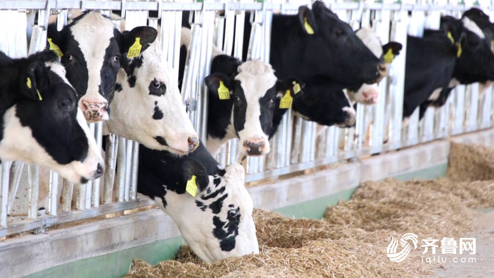 齐河:打造奶牛养殖产业集群 龙头引领开出“共同富裕花”(图4) 齐河:打造奶牛养殖产业集群 龙头引领开出“共同富裕花”(图4)