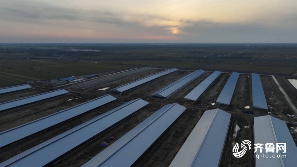 齐河:打造奶牛养殖产业集群 龙头引领开出“共同富裕花”(图3) 齐河:打造奶牛养殖产业集群 龙头引领开出“共同富裕花”(图3)