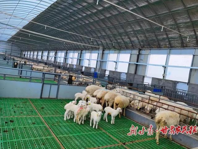 采用机械化、自动化、数字化的智慧养羊方式 促进羊养殖规模化、集约化、产业化发展水平(图1) 采用机械化、自动化、数字化的智慧养羊方式 促进羊养殖规模化、集约化、产业化发展水平(图1)