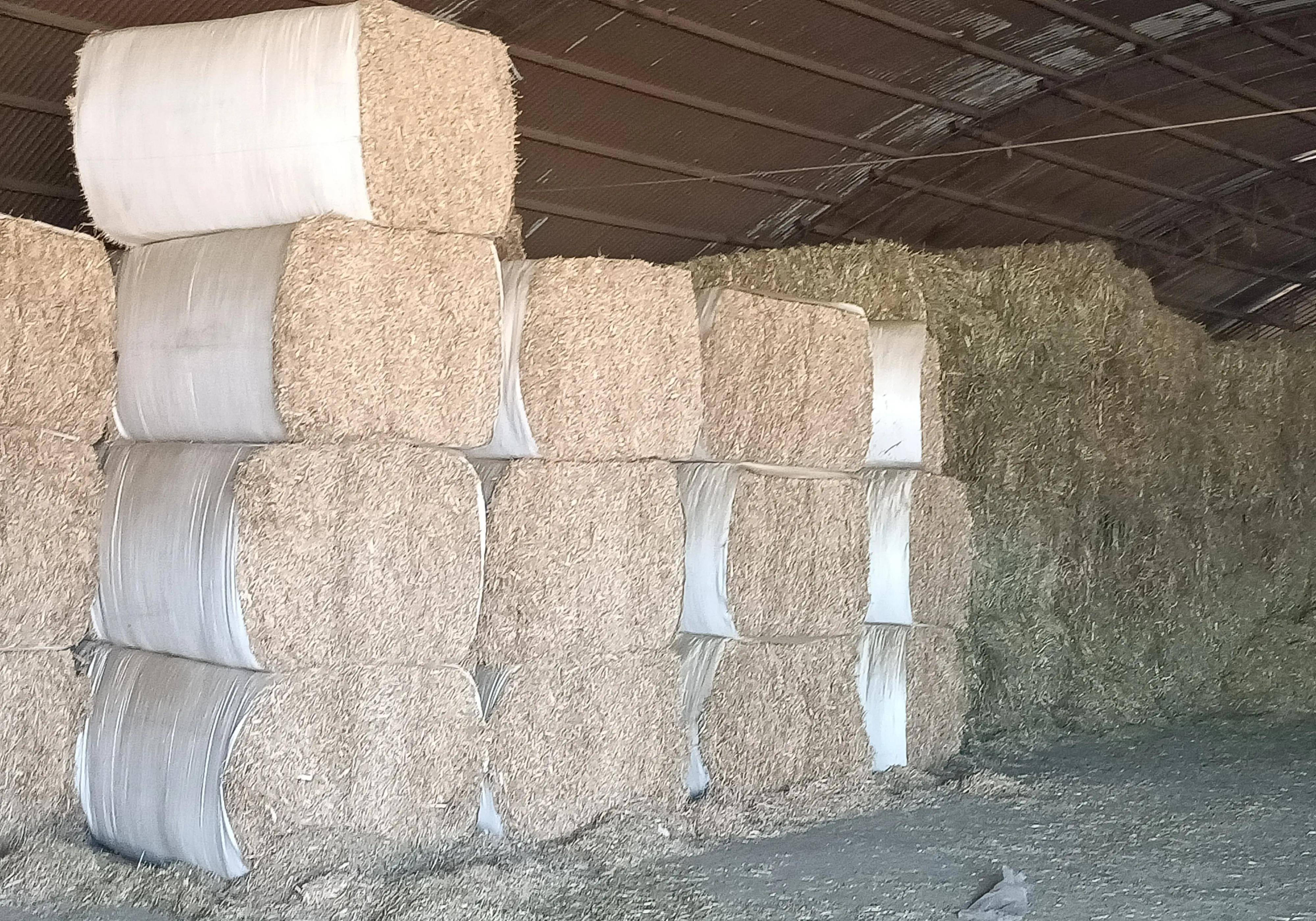 奶牛业全行业亏损,不是供求失衡那么简单,请看来自一线的调查(图3) 奶牛业全行业亏损,不是供求失衡那么简单,请看来自一线的调查(图3)