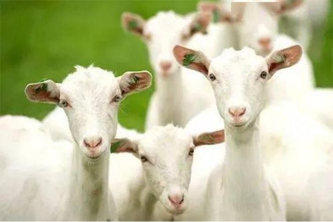 《中国羊奶粉产业发展研究II》权威发布,羊奶粉高质量发展正当时(图3) 《中国羊奶粉产业发展研究II》权威发布,羊奶粉高质量发展正当时(图3)