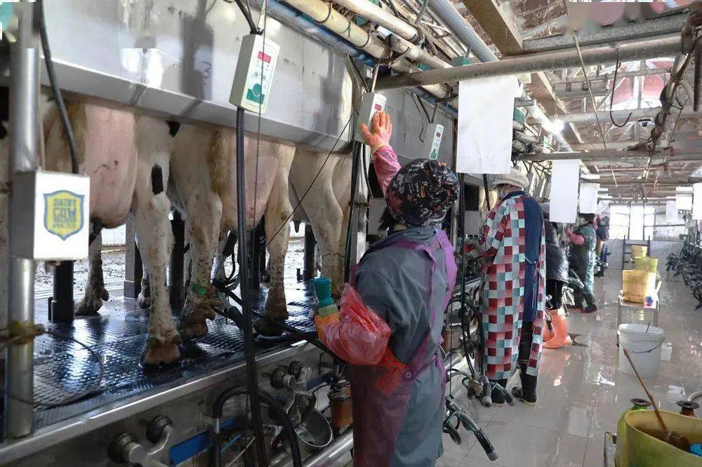 奶价下行成本上升,上游奶企利润承压(图1) 奶价下行成本上升,上游奶企利润承压(图1)