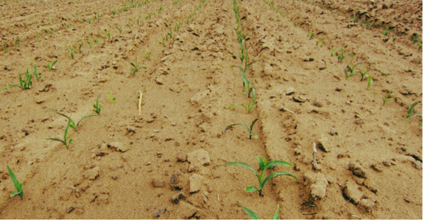 走进巴彦淖尔,探秘一杯“沙漠有机好奶”(图2) 走进巴彦淖尔,探秘一杯“沙漠有机好奶”(图2)