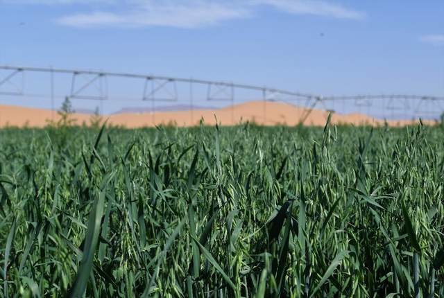 走进巴彦淖尔,探秘一杯“沙漠有机好奶”(图4) 走进巴彦淖尔,探秘一杯“沙漠有机好奶”(图4)