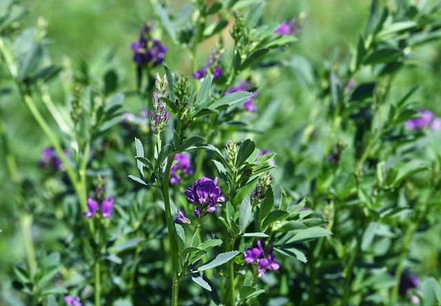 走进巴彦淖尔,探秘一杯“沙漠有机好奶”(图5) 走进巴彦淖尔,探秘一杯“沙漠有机好奶”(图5)