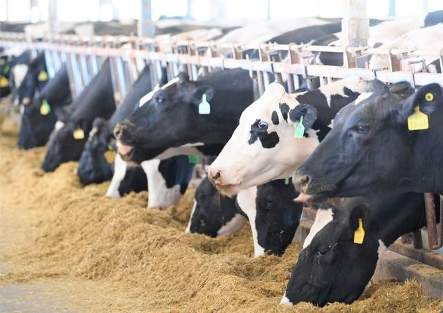 走进巴彦淖尔,探秘一杯“沙漠有机好奶”(图6) 走进巴彦淖尔,探秘一杯“沙漠有机好奶”(图6)