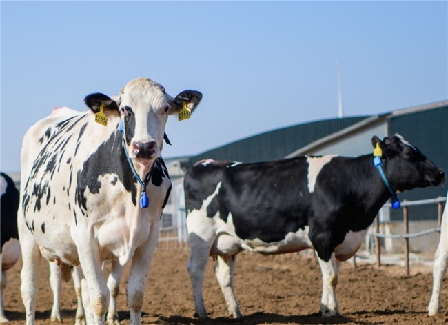 全球液态奶首座“灯塔工厂”受热议 蒙牛在2025世界乳业峰会贡献“中国智慧”(图2)