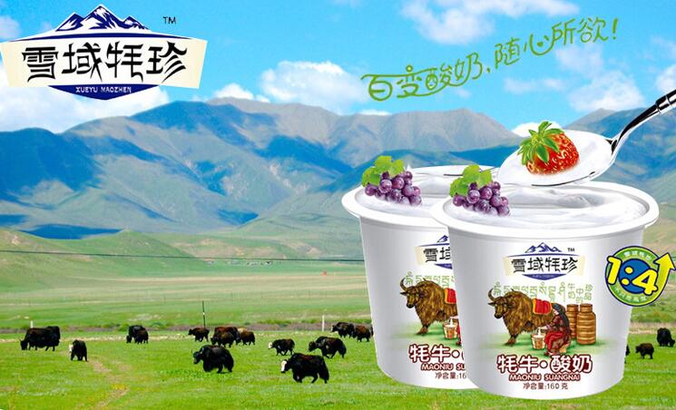 雪域牦珍 浓郁乳黄色正宗正品牦牛酸奶(图1)
