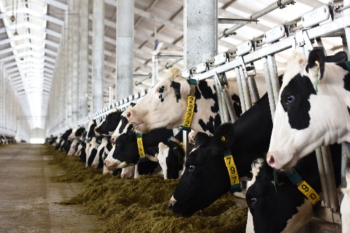 越南将在2019年开始向中国出口乳制品(图1)