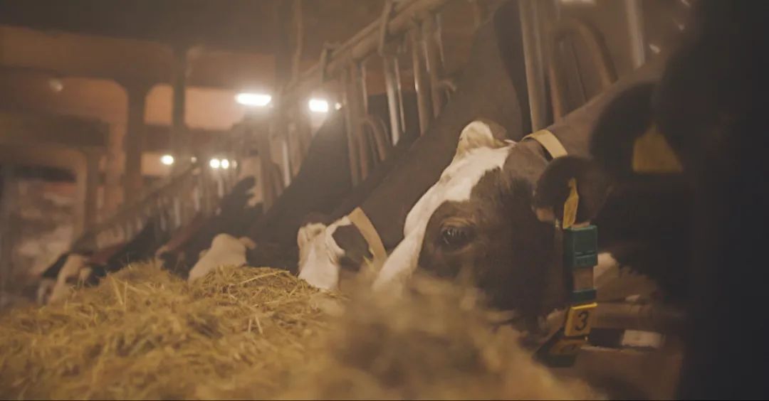 瑞士原产奶酪：将纯净自然带给你(图3)