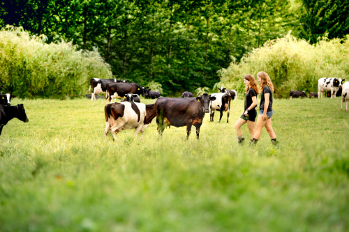 新西兰恒天然：多管齐下 呵护奶牛们快乐生活、快乐产奶(图2)