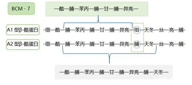 新西兰奶粉哪款好：含纯正A2蛋白的a2白金很不错(图2)