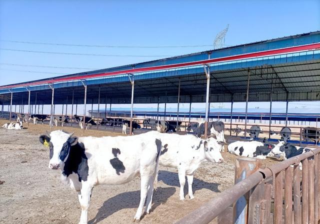应县乳业：扩大品牌影响、加速产业集聚 打造高质量奶源基地 (图1)